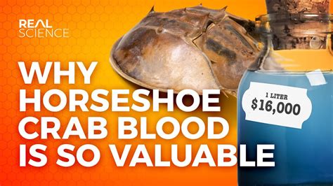 why is horseshoe crab blood valuable